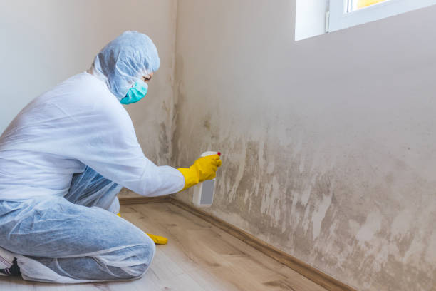 Mold Remediation specialist working in Round Hill