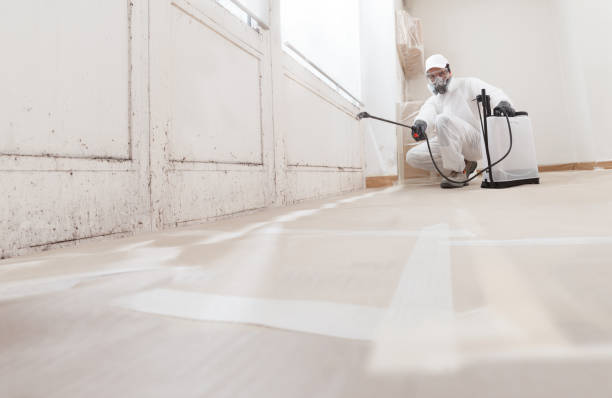 Black mold remediation team in Round Hill
